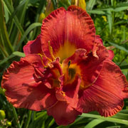 Fiery Double Dandy Daylily